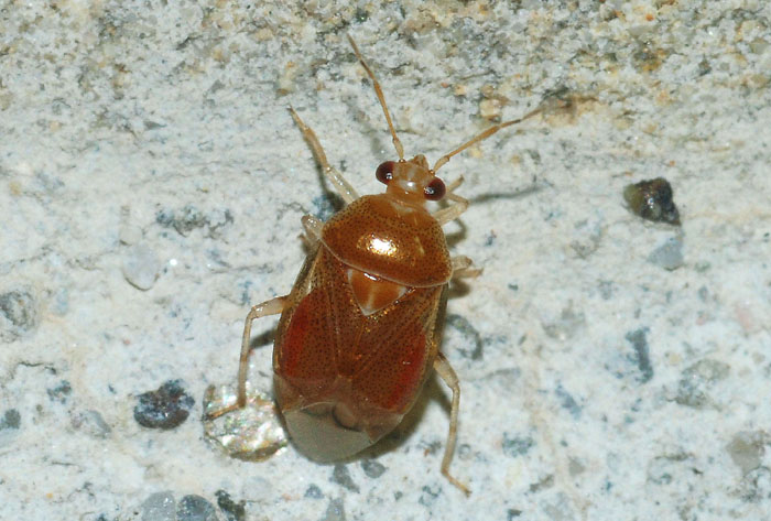 Miridiae: Dereaocoris lutescens dell''Emila (RE)